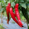 Paprika Thor F1 - Capsicum annuum - semená papriky - 7 ks Paprika Thor F1 - Capsicum annuum - semená papriky - 7 ks