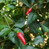 Chilli Zimbabwe Birds eye - Capsicum chinense - predaj semien - 8 ks Chilli Zimbabwe Birds eye - Capsicum chinense - predaj semien - 8 ks