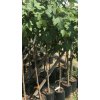 PREDOBJEDNÁVKA Figovník Ficus carica - odroda Brown Turkey - 160-170cm, -12°C (skladom marec 2026) PREDOBJEDNÁVKA Figovník Ficus carica - odroda Brown Turkey - 160-170cm, -12°C (skladom marec 2026)