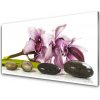 Sklenený obklad Do kuchyne Kvet kamene rastlina 100x50 cm Sklenený obklad Do kuchyne Kvet kamene rastlina 100x50 cm