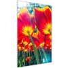 Vertikálny foto obraz sklo tvrdené Červené tulipány 50x100 cm Vertikálny foto obraz sklo tvrdené Červené tulipány 50x100 cm
