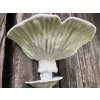 Stromová huba - Amanita Stromová huba - Amanita