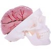 Model lebky s mozgom (Anatomický model v životnej veľkosti, ktorý je možné rozobrať na 10 častí. ) Model lebky s mozgom (Anatomický model v životnej veľkosti, ktorý je možné rozobrať na 10 častí. )