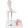 Mini model ľudského bedrového kĺbu s prierezom (Anatomické modely) Mini model ľudského bedrového kĺbu s prierezom (Anatomické modely)