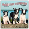 Boston Terrier Puppies Boston Terrier Welpen 16-Monats 2026