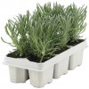Levanduľa FloraSelf Lavandula angustifolia 5-20 cm Levanduľa FloraSelf Lavandula angustifolia 5-20 cm