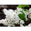 Orgován Flowerfesta White na 60 cm kmienku, výška 90-110 cm, kvetináč 19 cm Orgován Flowerfesta White na 60 cm kmienku, výška 90-110 cm, kvetináč 19 cm