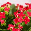 Kalanchoe Grandiva červené Kalanchoe Grandiva červené