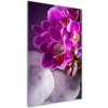 Vertikálny foto obraz akrylové sklo Ružová orchidea 50x100 cm Vertikálny foto obraz akrylové sklo Ružová orchidea 50x100 cm
