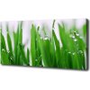 Foto obraz na plátne Steblá trávy 100x50 cm Foto obraz na plátne Steblá trávy 100x50 cm