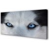 Obraz na plátne wolf Eyes 100x50 cm Obraz na plátne wolf Eyes 100x50 cm