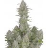 Fastbuds - Wedding Cheesecake Auto 10 ks - semená neobsahujú THC Fastbuds - Wedding Cheesecake Auto 10 ks - semená neobsahujú THC
