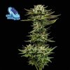 Seedsman C99 X Blueberry FAST semena neobsahují THC 1 ks