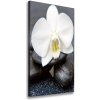 Vertikálny foto obraz na plátne Orchidea a kamene 50x100 cm Vertikálny foto obraz na plátne Orchidea a kamene 50x100 cm