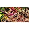 Hobby pozadie obojstranné Jungle / Strangler Fig 60 cm x 25 m
