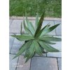 Agave garciae-mendozae v šírke 30 cm Agave garciae-mendozae v šírke 30 cm