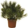 Borovica horská FloraSelf Pinus mugo 30-40 cm kvetináč 3 l Borovica horská FloraSelf Pinus mugo 30-40 cm kvetináč 3 l
