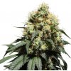 Super Sativa Seed Club - Bruce Lemon Diesel 5 ks - Semienka neobsahujú THC Super Sativa Seed Club - Bruce Lemon Diesel 5 ks - Semienka neobsahujú THC