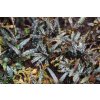 Bucephalandra catherine Bucephalandra catherine