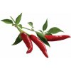 Kapsuly na pestovanie chilli papričiek 3 ks SGR6X3 Kapsuly na pestovanie chilli papričiek 3 ks SGR6X3