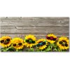 Foto obraz akrylový do obývačky Slnečníky 100x50 cm Foto obraz akrylový do obývačky Slnečníky 100x50 cm