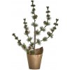 House Doctor Umelý stromček Cedar Stay Green 40 cm House Doctor Umelý stromček Cedar Stay Green 40 cm
