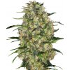 Sensi Seeds Cannabis Seeds Black Domina® Regular, 10 ks Sensi Seeds Cannabis Seeds Black Domina® Regular, 10 ks