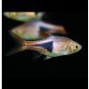 Razbora klinoškvrnná - Rasbora (Trigonostigma) heteromorpha Razbora klinoškvrnná - Rasbora (Trigonostigma) heteromorpha