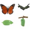 Teddies Vývoj motýľa babočky 4 ks Teddies Vývoj motýľa babočky 4 ks