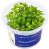 Aqua Art Bacopa caroliniana - In Vitro (Aqua Art) Aqua Art Bacopa caroliniana - In Vitro (Aqua Art)