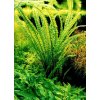 Cryptocoryne balansae (Košík Ø 5,5 cm) Cryptocoryne balansae (Košík Ø 5,5 cm)