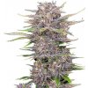 Fastbuds - Banana Purple Punch Auto 10 ks - Semená neobsahujú THC Fastbuds - Banana Purple Punch Auto 10 ks - Semená neobsahujú THC