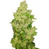 Nuka Seeds - West Coast Auto 5 kusov - Semená neobsahujú THC Nuka Seeds - West Coast Auto 5 kusov - Semená neobsahujú THC