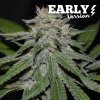 Delicious Seeds - Critical Neville Haze Early Version 3 ks - Semená neobsahujú THC. Delicious Seeds - Critical Neville Haze Early Version 3 ks - Semená neobsahujú THC.