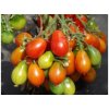 Paradajka kolíková Radana - Solanum lycopersicum - Semená rajčiaka - 15 ks Paradajka kolíková Radana - Solanum lycopersicum - Semená rajčiaka - 15 ks