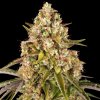 Barney´s Farm - Critical Kush Auto 5 ks - Semená neobsahujú THC. Barney´s Farm - Critical Kush Auto 5 ks - Semená neobsahujú THC.