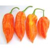Bhut jolokia peach (semená) chilli Bhut jolokia peach (semená) chilli