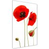 Vertikálny foto obraz akrylový na stenu Poľné maky 50x100 cm Vertikálny foto obraz akrylový na stenu Poľné maky 50x100 cm