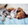 Puzzle Ravensburger