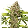 Super Sativa Seed Club - Pineapple Poison 5 ks - Semená neobsahujú THC Super Sativa Seed Club - Pineapple Poison 5 ks - Semená neobsahujú THC