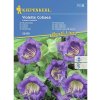 Kobéa šplhavá Violette Cobaea Kiepenkerl Kobéa šplhavá Violette Cobaea Kiepenkerl