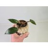 PlanBros flower Baby Philodendron Rojo Congo PlanBros flower Baby Philodendron Rojo Congo