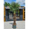 Trachycarpus fortunei Premium vo výške 250 cm, s výškou kmeňa 115 cm Trachycarpus fortunei Premium vo výške 250 cm, s výškou kmeňa 115 cm