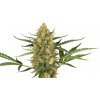 Sensi Seeds Cannabis Seeds Blueberry Bubblegum Automatic Feminizované, 3-10 ks 10 ks Sensi Seeds Cannabis Seeds Blueberry Bubblegum Automatic Feminizované, 3-10 ks 10 ks