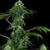 Sensi Seeds Research - 420 Punch 10 ks - Semená neobsahujú THC Sensi Seeds Research - 420 Punch 10 ks - Semená neobsahujú THC