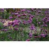 Železník argentínsky - Verbena bonariensis - semiačka - 200 ks