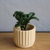 Zamioculcas Zenzi baby Zamioculcas Zenzi baby