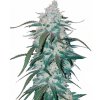 Fastbuds - Pineapple Express Auto 100 ks - semená neobsahujú THC Fastbuds - Pineapple Express Auto 100 ks - semená neobsahujú THC