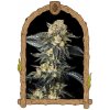 Exotic Seed - Zkittaberry Auto 5 ks - Semená neobsahujú THC Exotic Seed - Zkittaberry Auto 5 ks - Semená neobsahujú THC