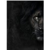 Obraz na plátne Čierny lev, 80 × 60 cm, CA-17025 Obraz na plátne Čierny lev, 80 × 60 cm, CA-17025